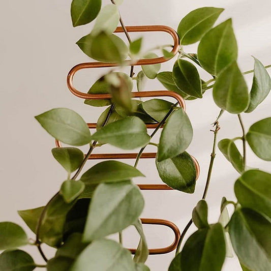 Metal garden climbing plant support rack for potted vines