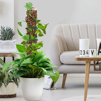 Plastic moss support pole for climbing potted plants